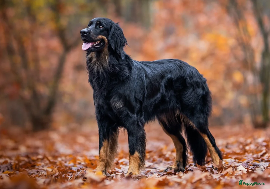 Galerij afbeelding {{count}}