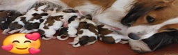Kooikerhondje honden te koop: Schitterende kooikerhondje pups  - Advertentie 1