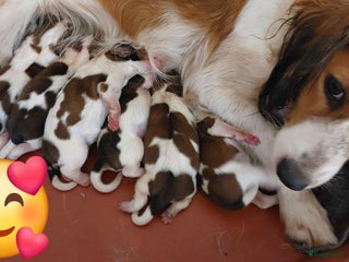 Kooikerhondje honden Schitterende kooikerhondje pups - Advertentie 9