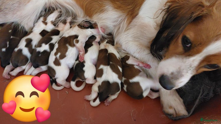 Kooikerhondje honden Schitterende kooikerhondje pups - Advertentie 1