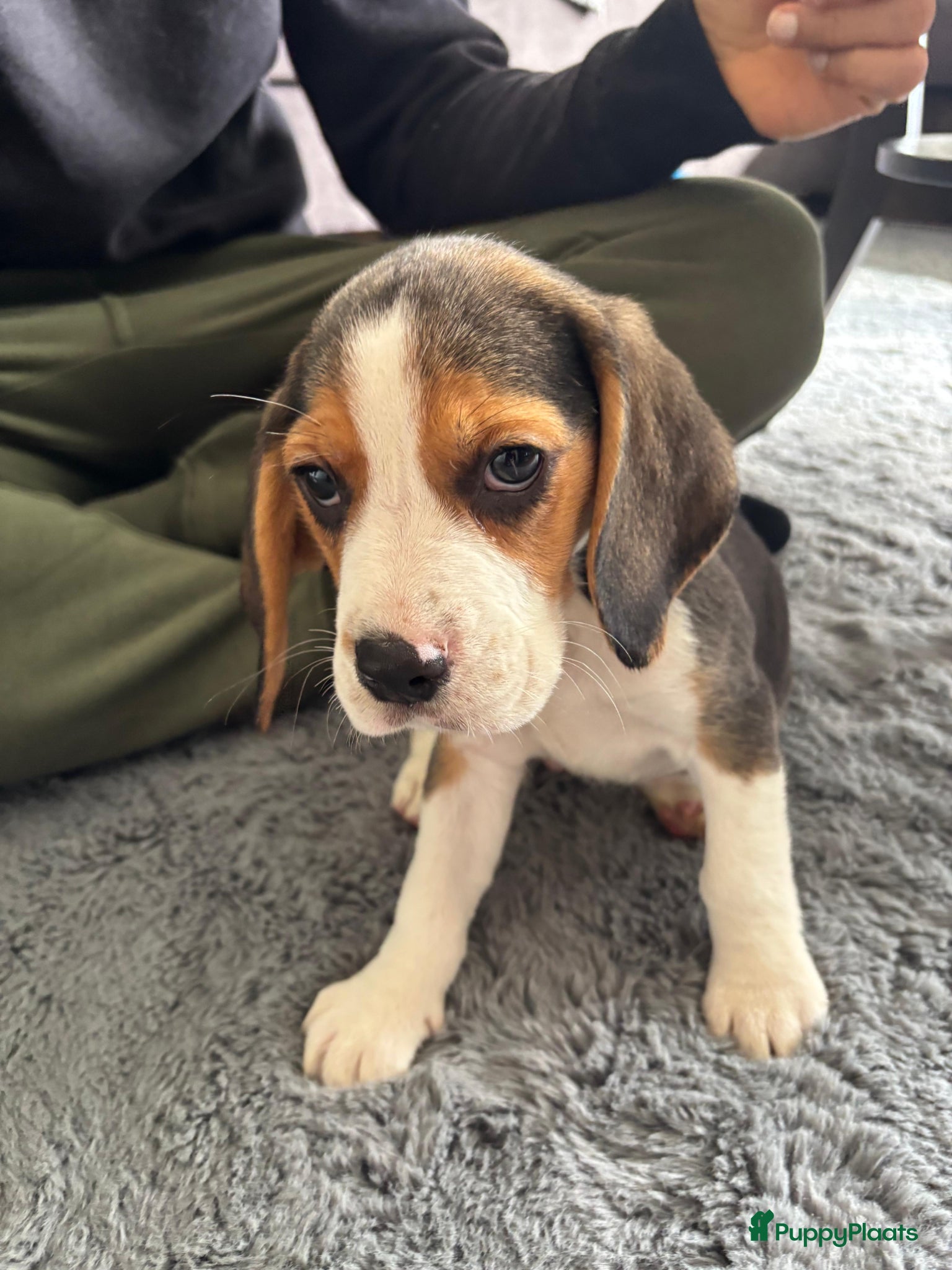 Beagle honden Male Beagle puppy (9 weeks) - Advertentie 1