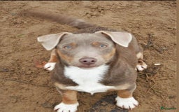 Jack Russel Terriër honden te koop: nog 1 jack russel reutje  in Bentelo - Afbeelding 6