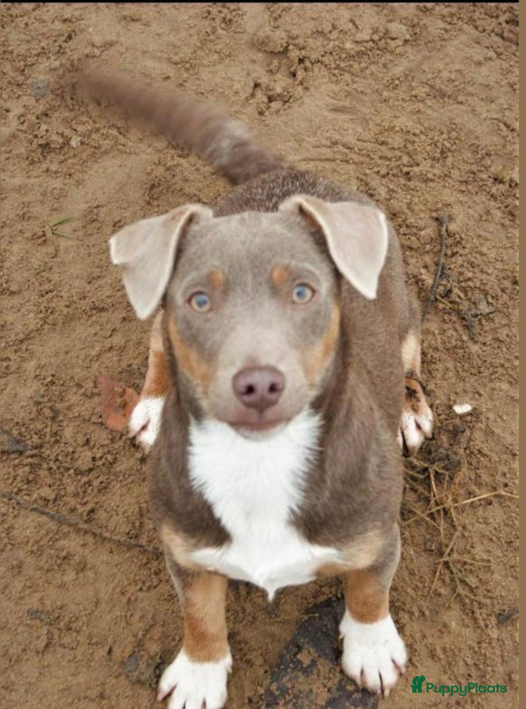 Jack Russel Terriër honden te koop: nog 1 jack russel reutje  in Bentelo - Afbeelding 6