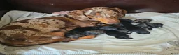 Kruising honden te koop: ❤️💙 Prachtige Doxiepoo's zoeken 4-ever home ❤️💙 - Advertentie 1