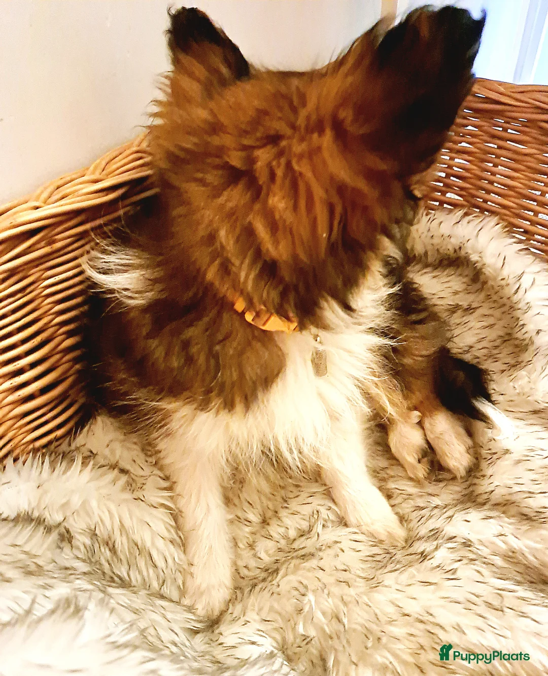 Kruising honden te koop: Driekleur reutje toy Papilla - Advertentie 6