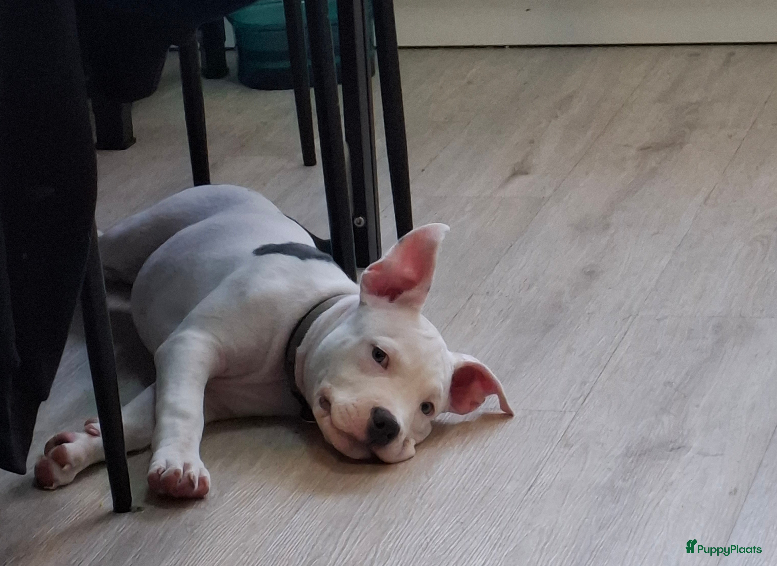 American Staffordshire Terriër honden American Staffordshire Terriers Pupps  - Advertentie 2