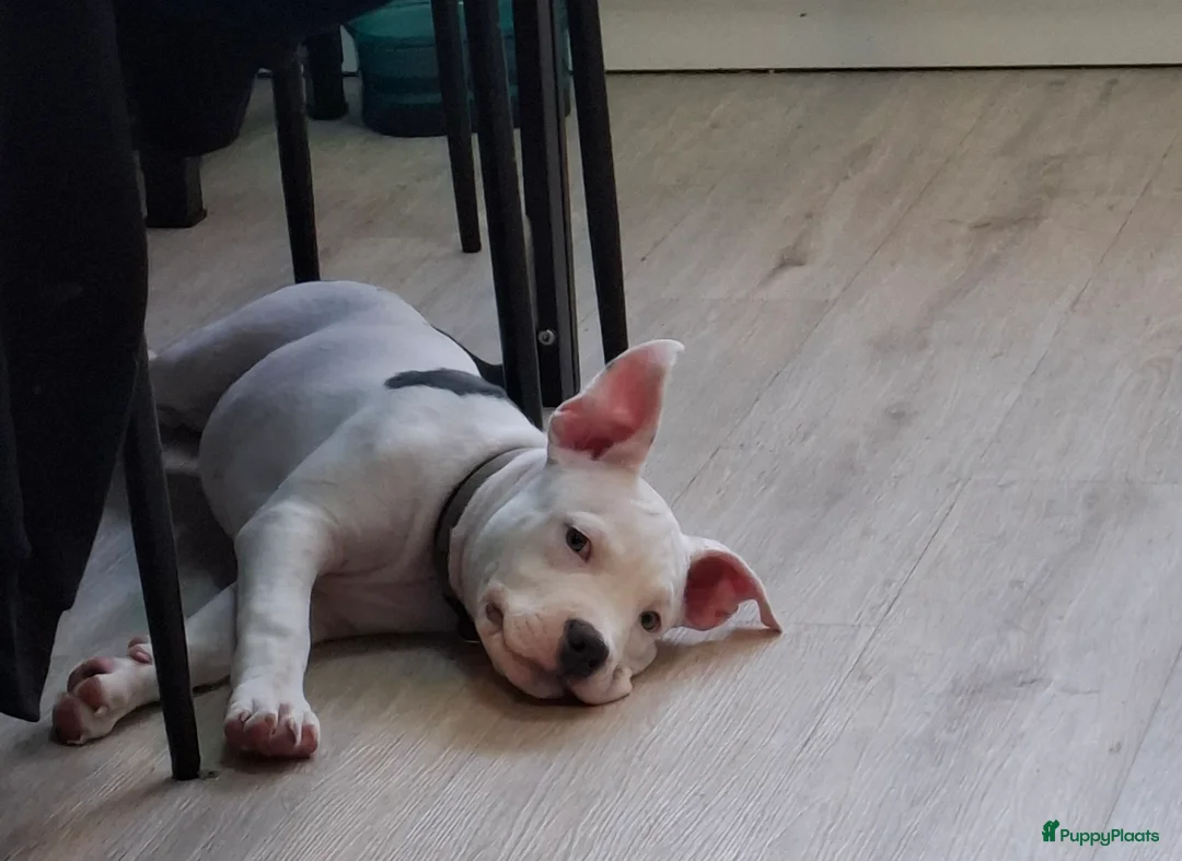 American Staffordshire Terriër honden te koop: American Staffordshire Terriers Pupps  - Advertentie 2