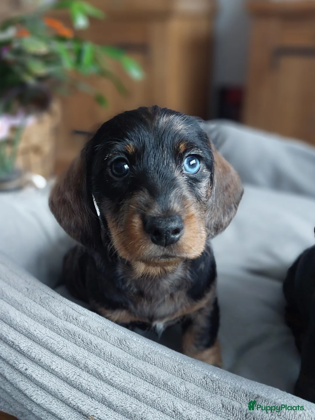 Ruwhaar Teckel honden te koop: 4 prachtige ruwhaar dwergteckels te koop, - Advertentie 4