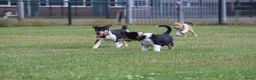 Schotse Herdershond korthaar honden te koop: Nog 2 knappe reuen schotse collie korthaar reuen. - Advertentie 30