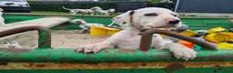 Dalmatiër honden te koop: dalmatiër puppy's zoeken leuk baasje. - Advertentie 2