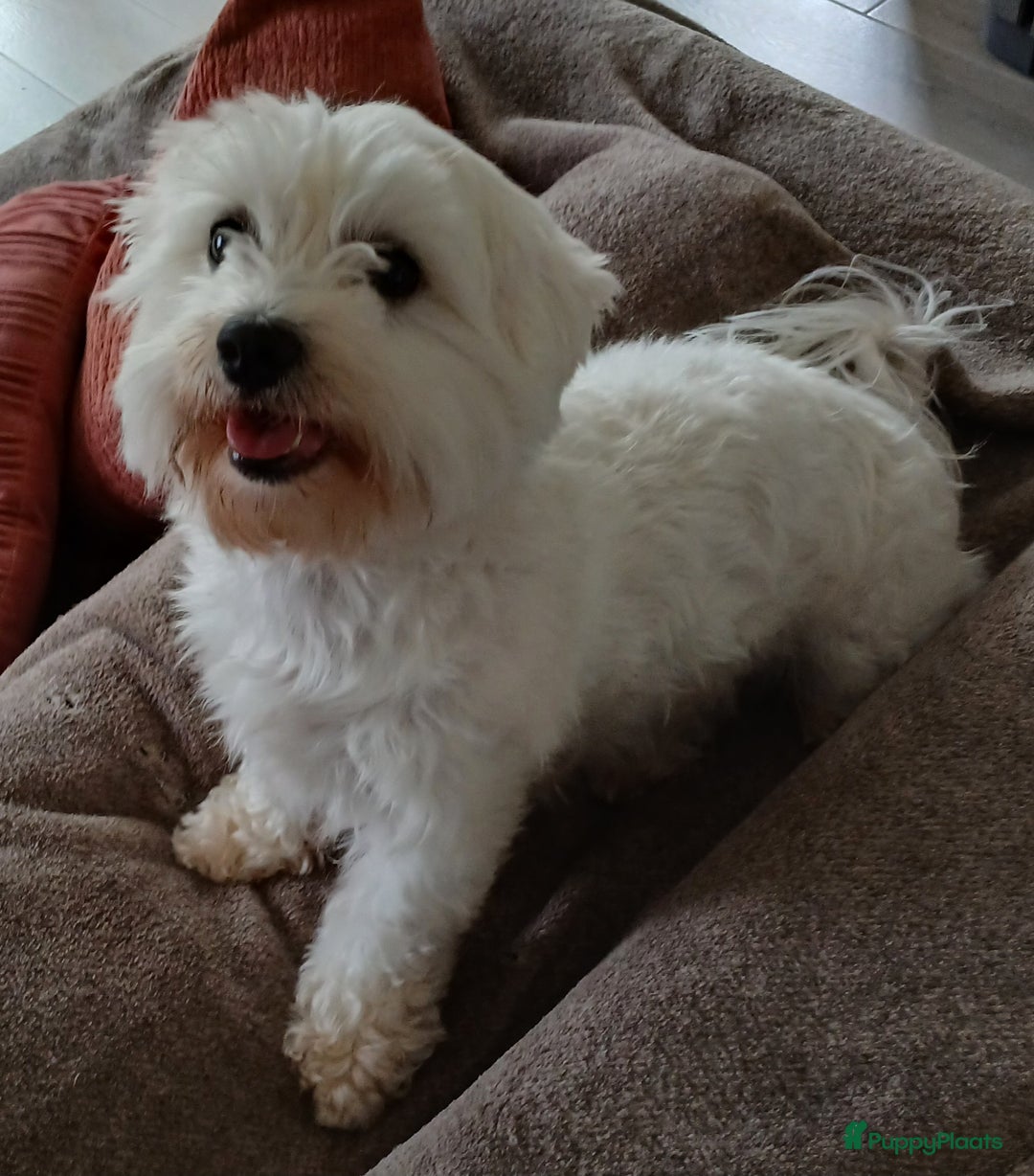 Maltezer honden ter dekking: Gezocht dekreu voor maltezer - Advertentie 1