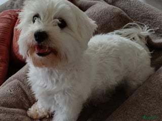 Maltezer honden Gezocht dekreu voor maltezer - Advertentie 2