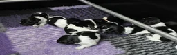 Nederlandse Schapendoes honden te koop: Prachtige schapendoesjes - Advertentie 14