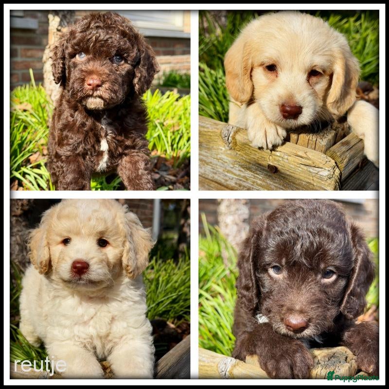 Kruising honden Boompoo F1b pups. Boomer x Poedel - Advertentie 1