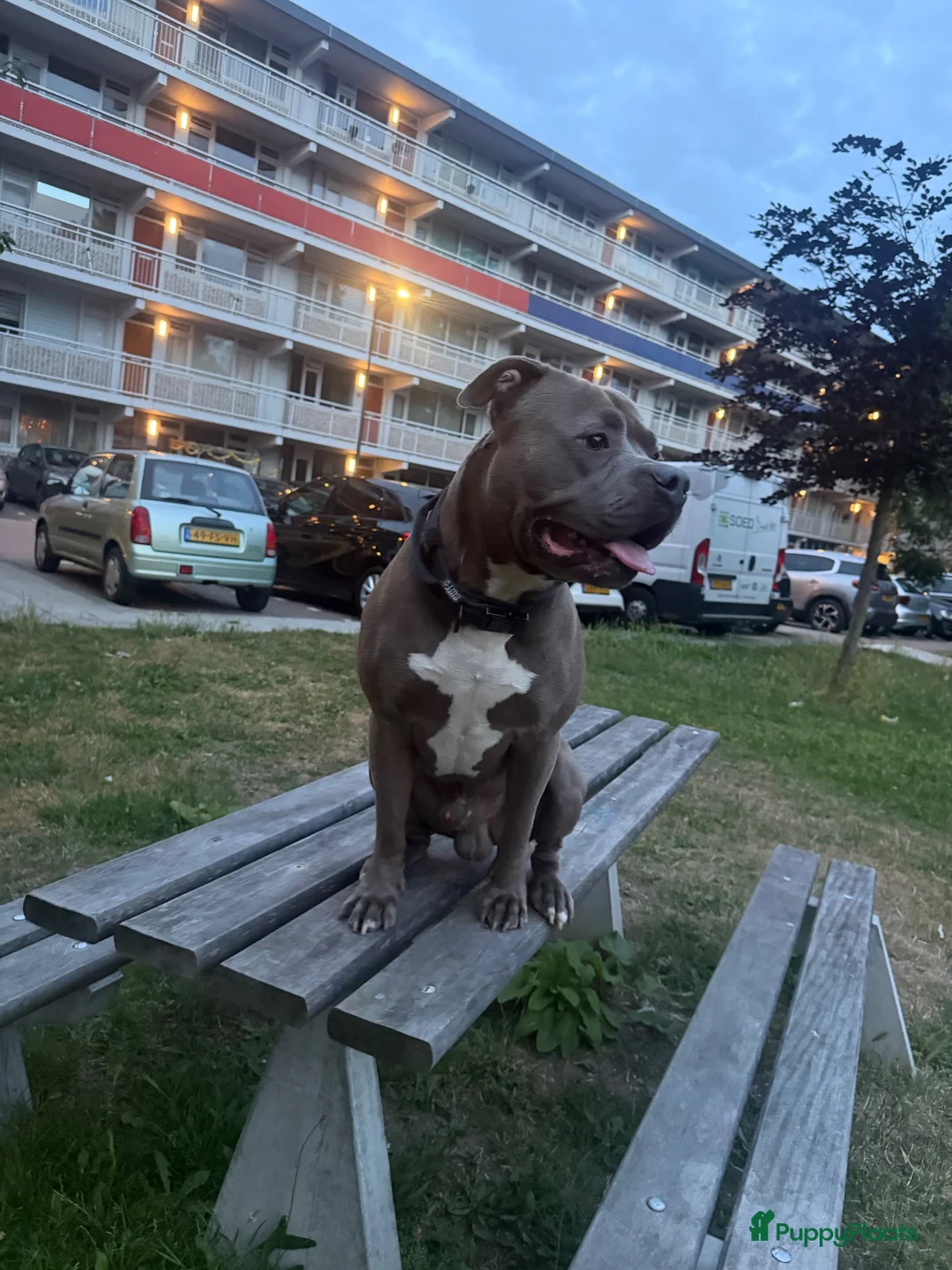 Pitbull Terriër honden ter dekking: Dekreu A.B.A King ice  in Leiden - Advertentie 1