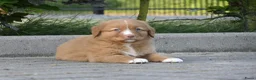 Nova Scotia Duck Tolling Retriever honden te koop: Nova Scotia Duck Tolling Retriever pups # Toller - Advertentie 24