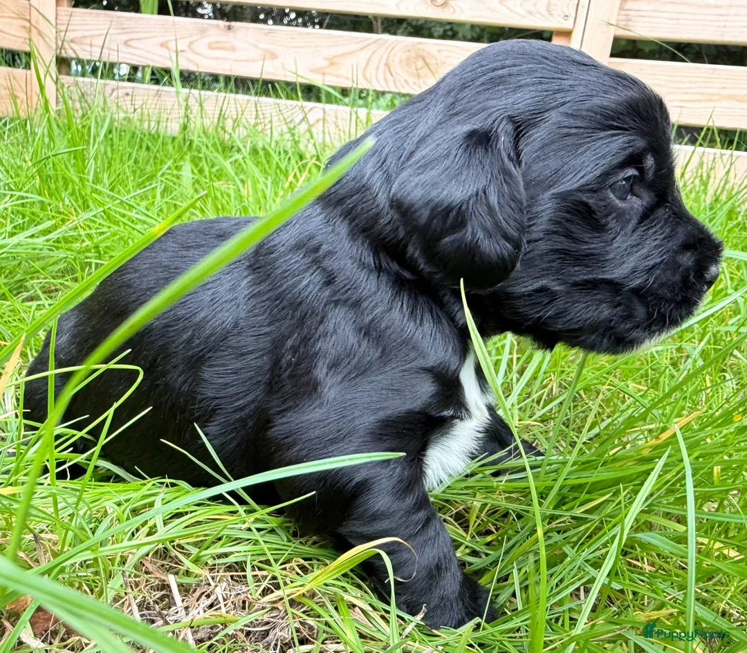 Labradoodle honden te koop: Labradoodles te koop - Advertentie 2
