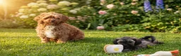 Maltipoo honden te koop: Knappe Maltipoo pup. - Advertentie 3