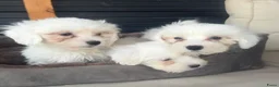 Maltezer honden te koop: Maltezer pups  - Advertentie 9