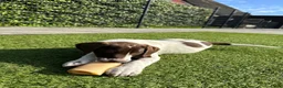 Kruising honden te koop: Kruising pups Doodle x Duitse stadoodle in Broeksterwald - Advertentie 3
