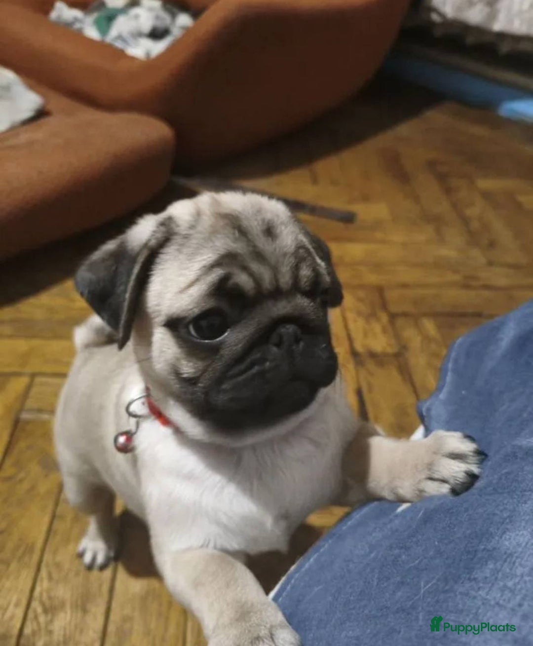 Mopshond honden te koop: Mopshond pups - Advertentie 3