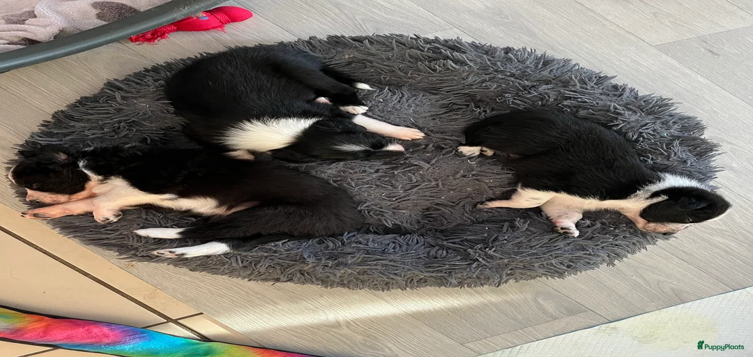 Galerij afbeelding {{count}}