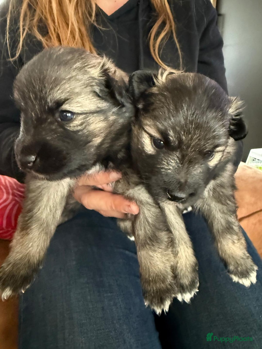 Kruising honden te koop: knappe keeshond x border collie puppy's te koop - Advertentie 9