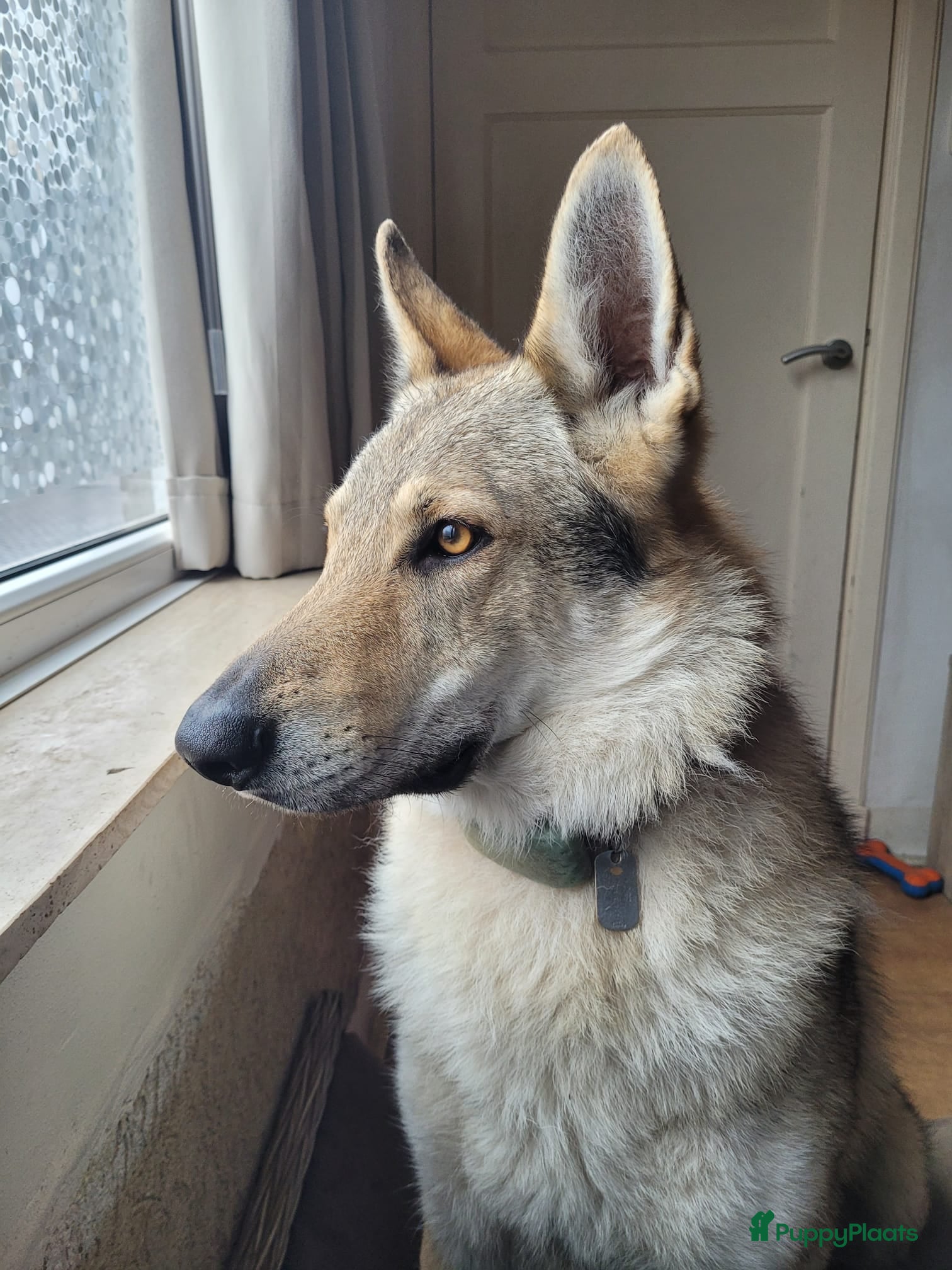 Saarlooswolfhond honden Tsjechoslowaakse wolfhond kruising - Advertentie 2