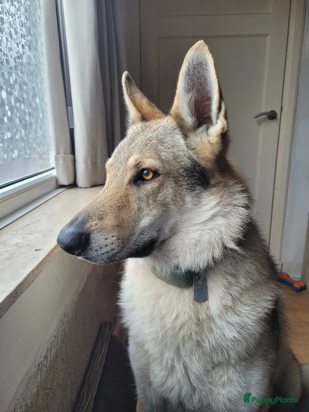 Saarlooswolfhond honden te koop: Tsjechoslowaakse wolfhond kruising - Advertentie 2