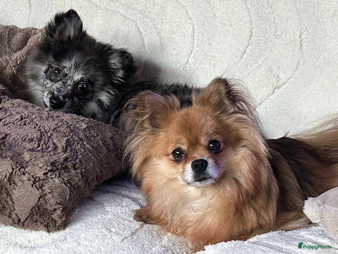 Pomchi honden te koop: Pomchi/pomeriaan - Advertentie 11