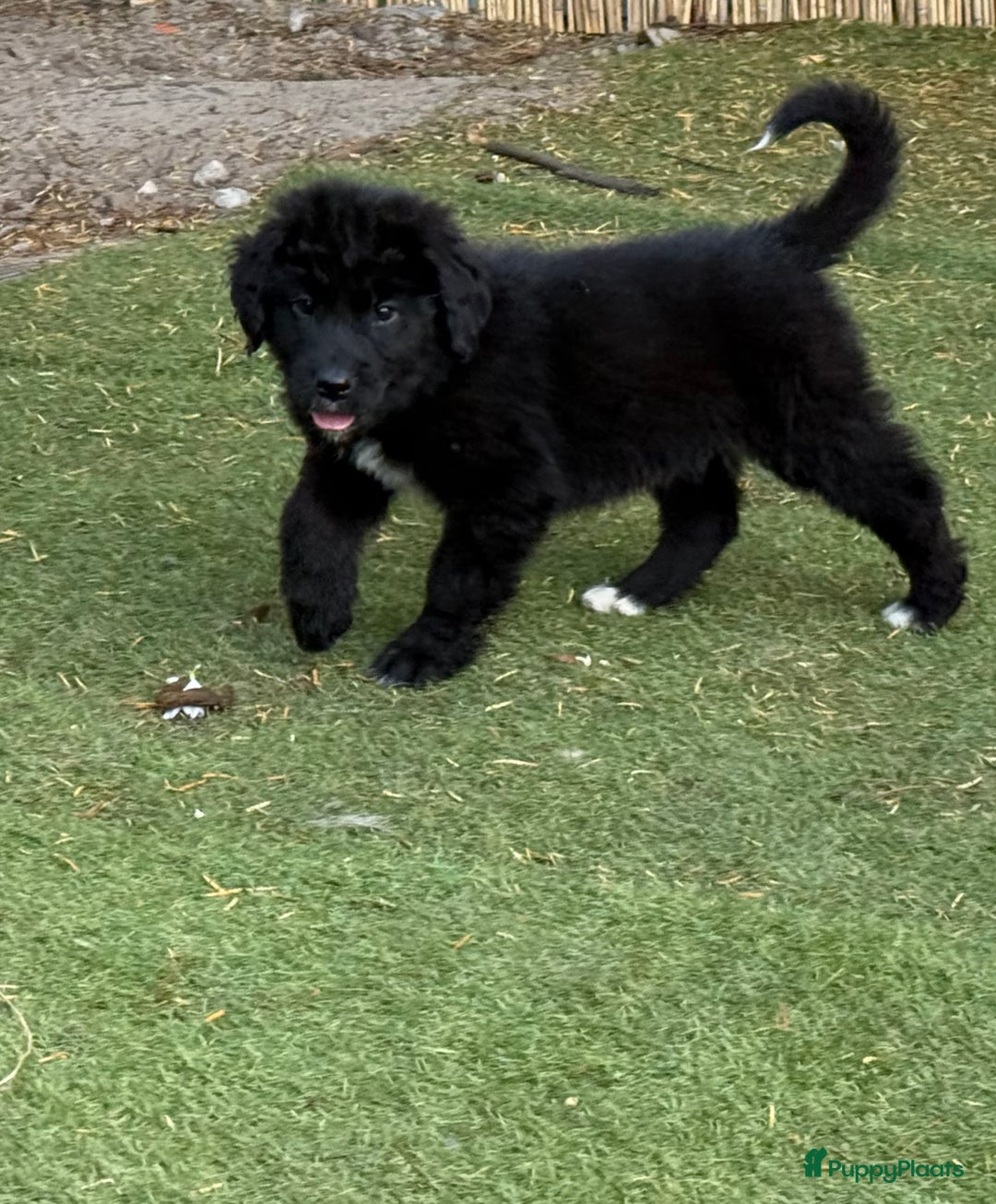 Kruising honden te koop: Newfoundlander Kruising pups  - Afbeelding 7
