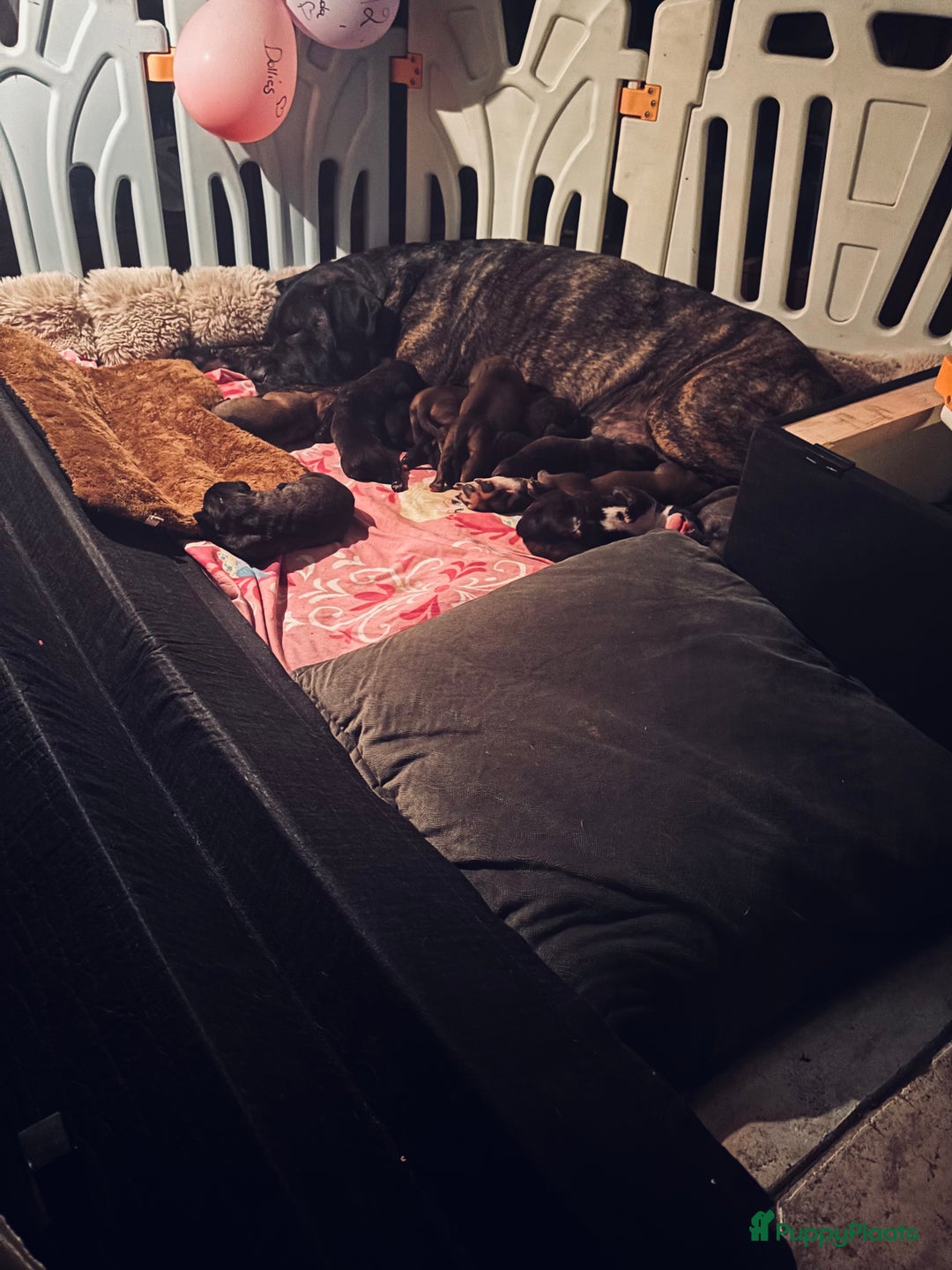 Kruising honden te koop: Mooie Presa/Fila 🥰 mastiff pups zoeken personeel  - Afbeelding 36