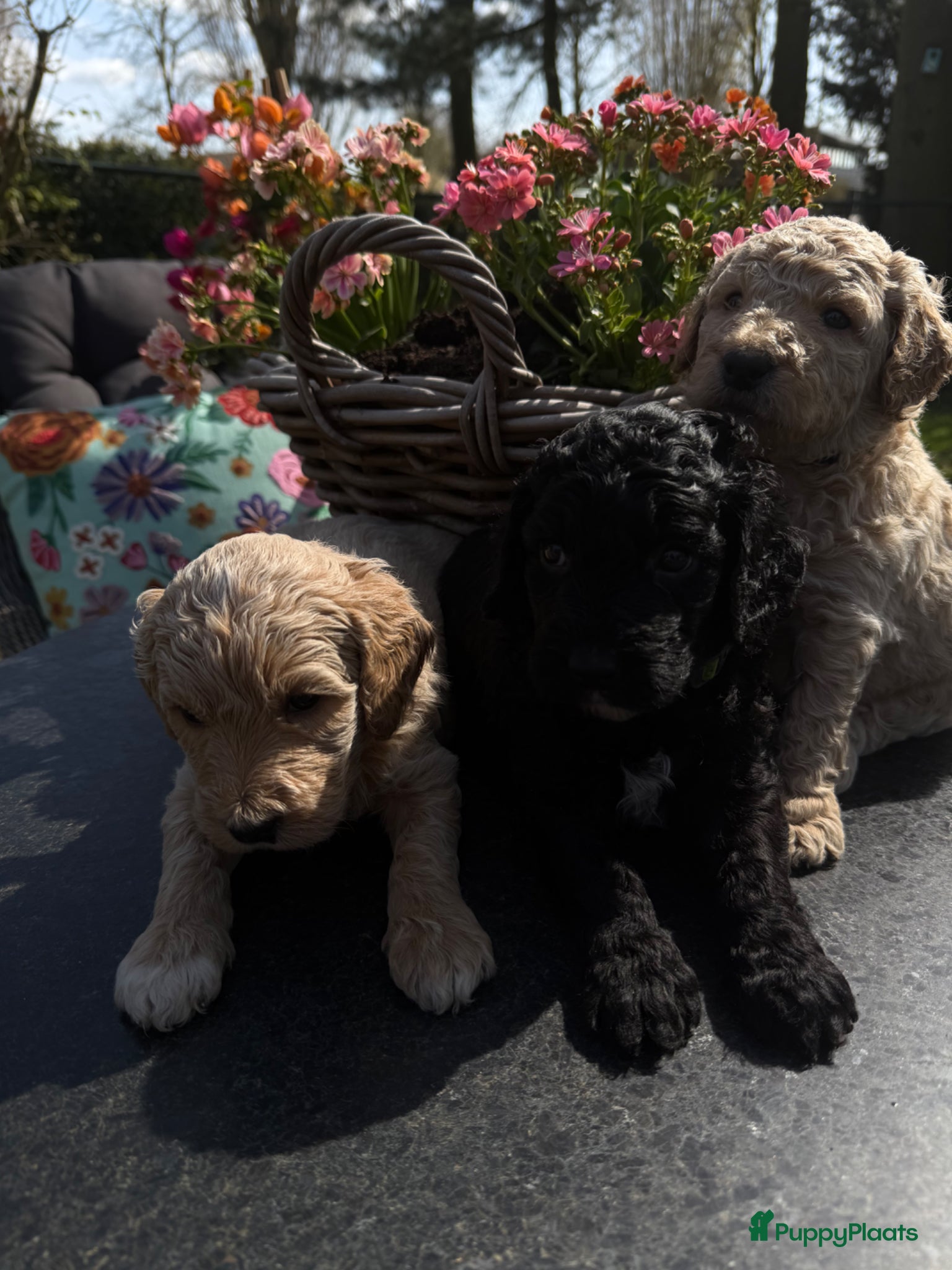 Australian Labradoodle honden Prachtige Medium Cobber/Australian Labradoodle  - Advertentie 2