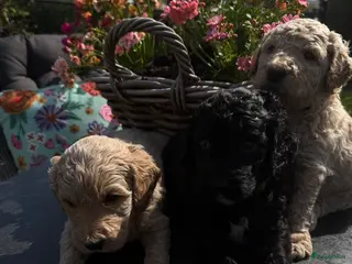 Australian Labradoodle honden Prachtige Medium Cobber/Australian Labradoodle - Advertentie 2