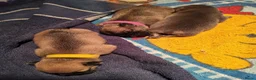 Franse Bulldog honden te koop: Fr bulldog puppy's met stamboom geteste ouders  - Advertentie 9