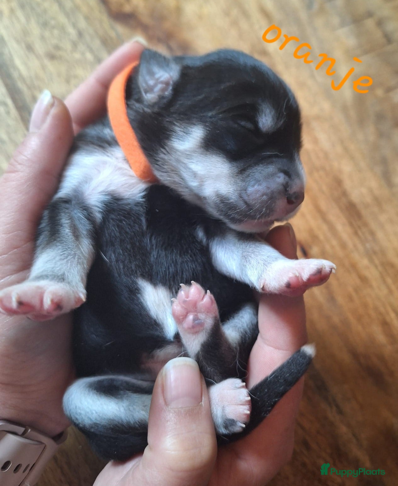 Oranje