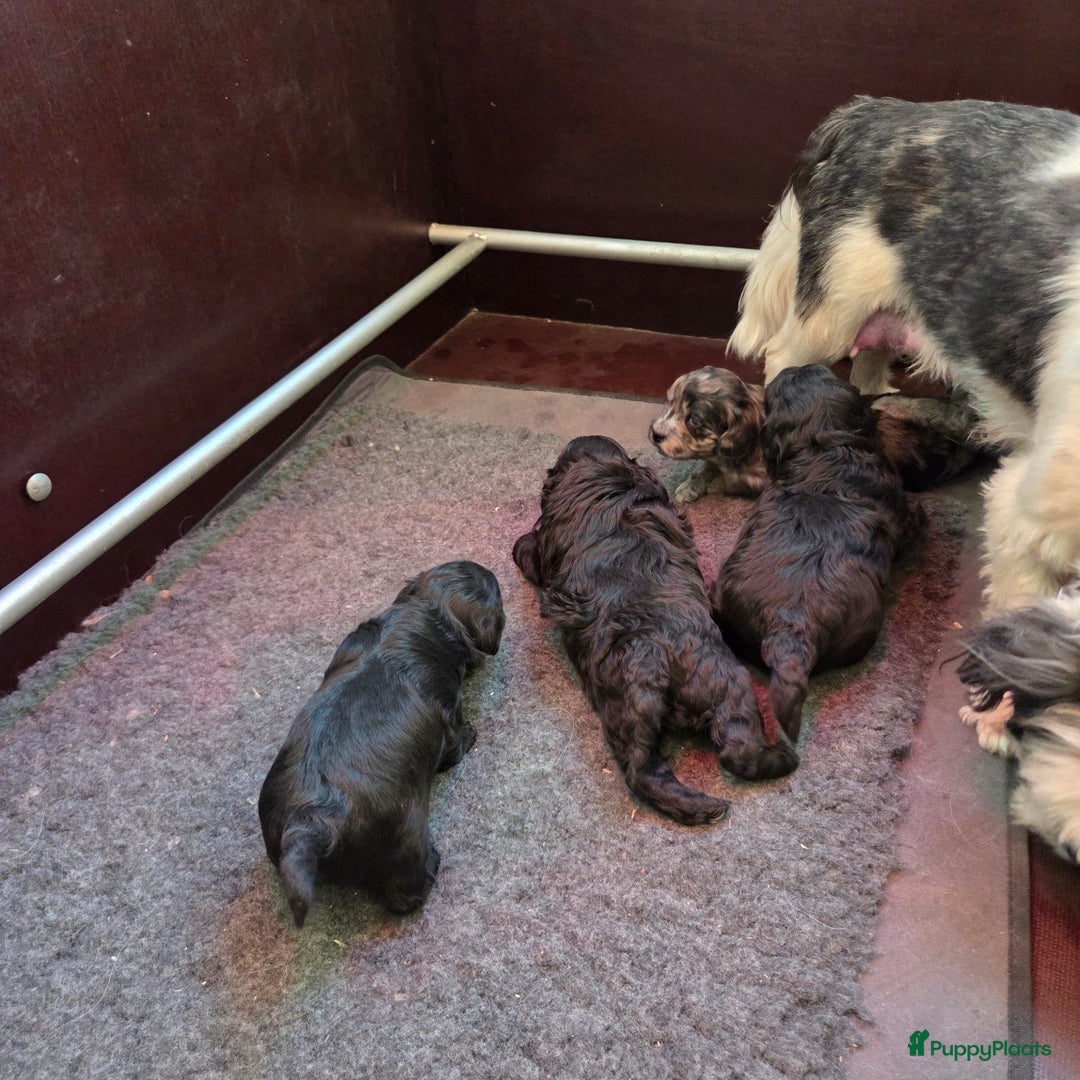 Boomer honden te koop: Lieve rustige boompoo pups in Barneveld - Afbeelding 5