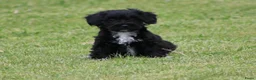 Kruising honden te koop: Knappe Boompoo pups - Advertentie 7