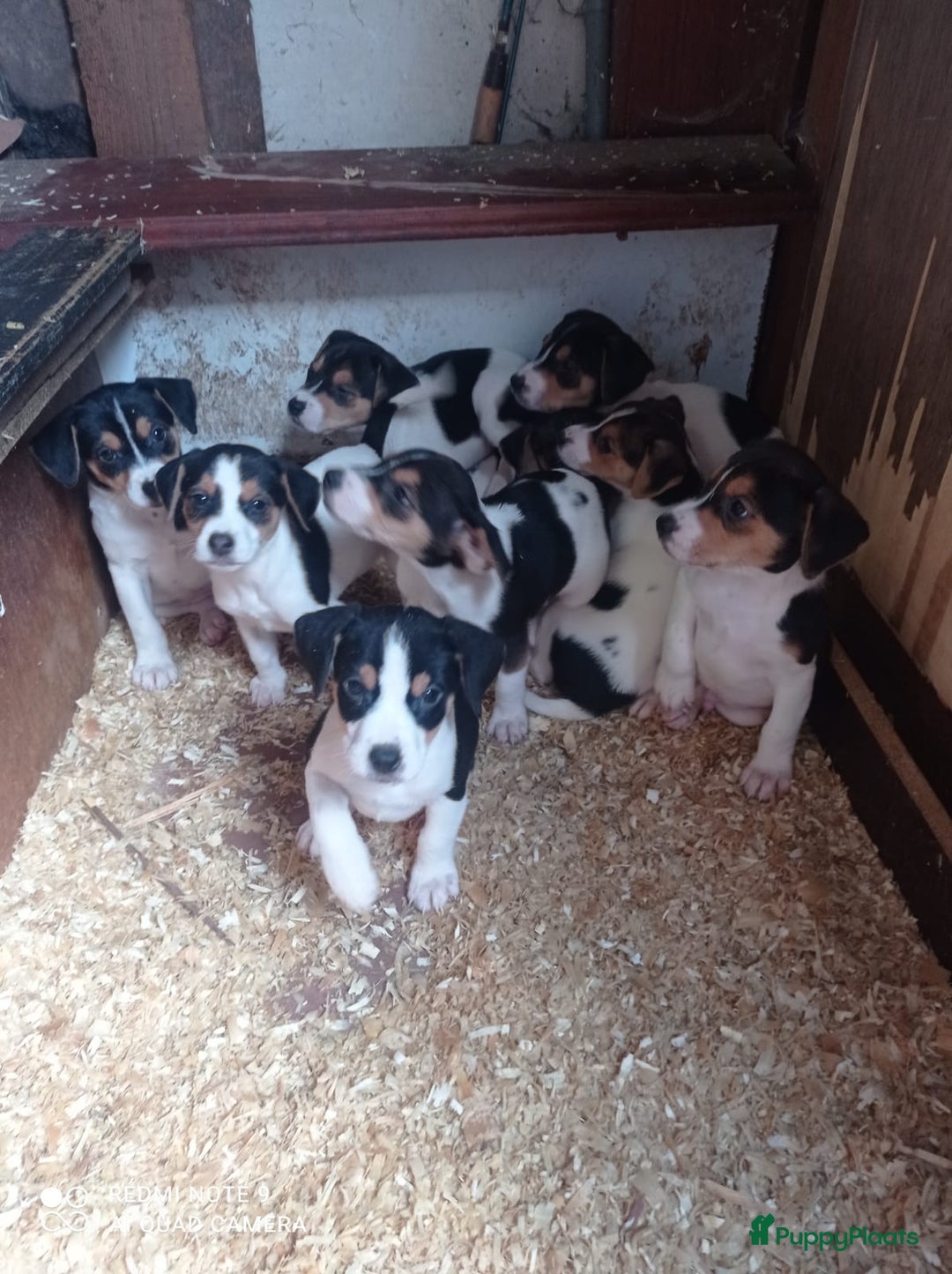 Fox Terriër Gladhaar honden te koop: Fox Terrier - Advertentie 3