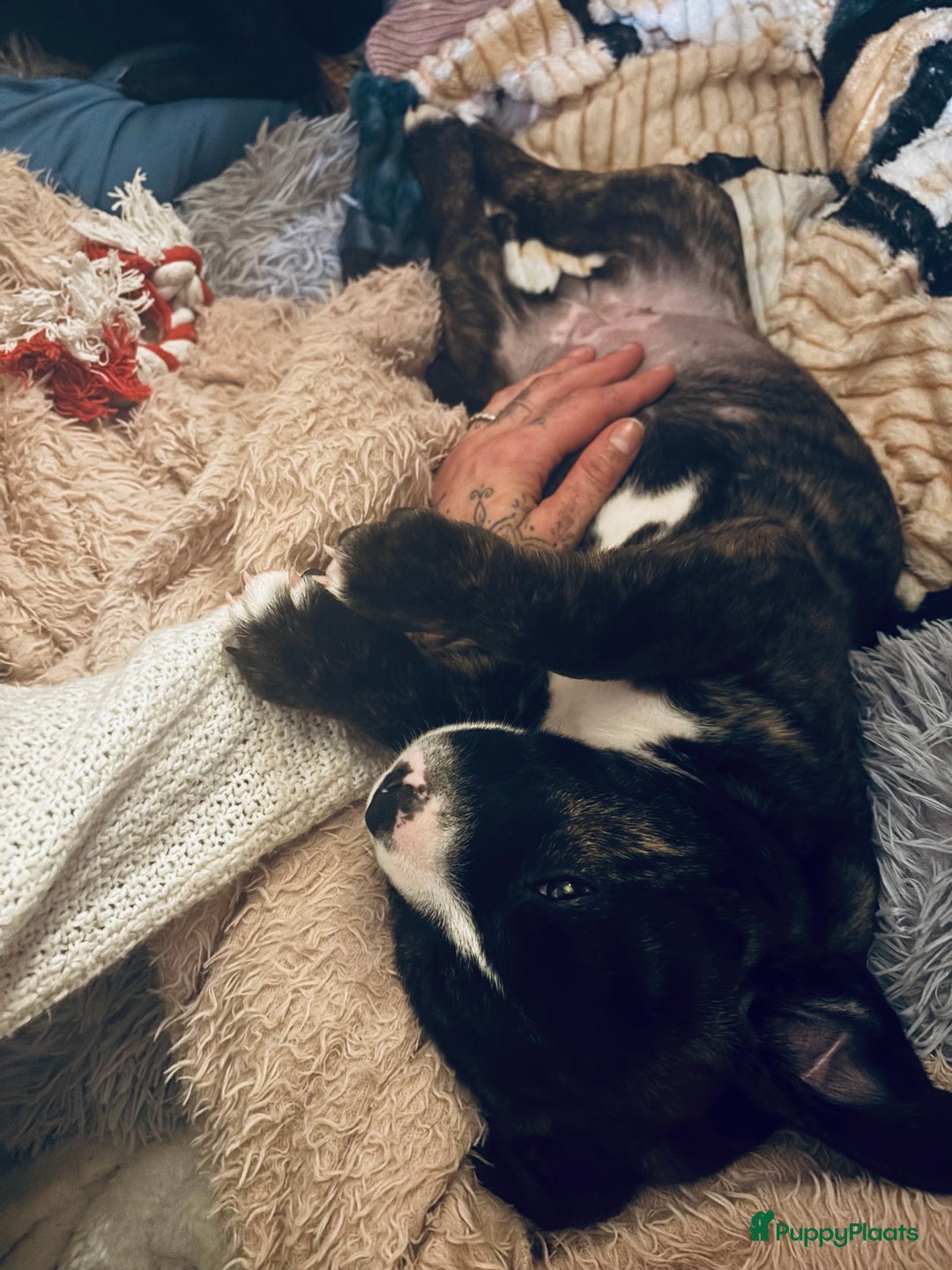 Kruising honden te koop: Mooie Presa/Fila 🥰 mastiff pups zoeken personeel  - Afbeelding 30