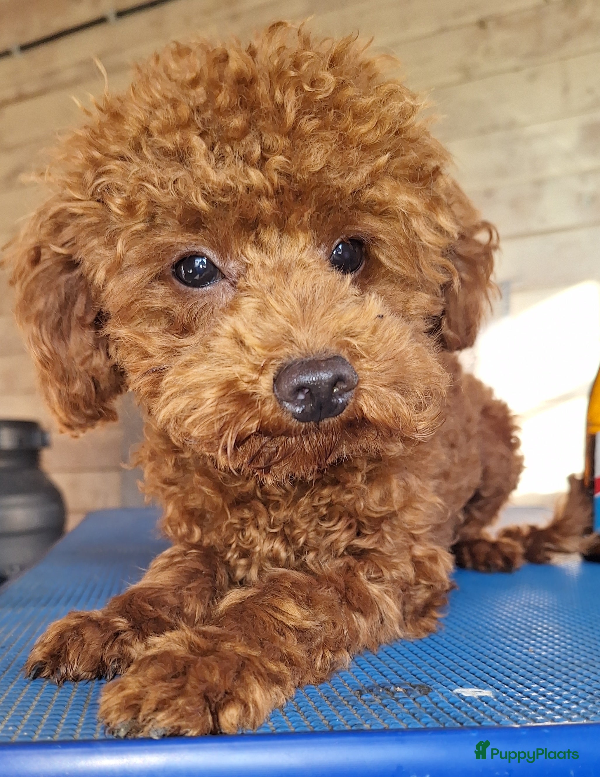 Poedel Toy honden rode toypoedel dekreu met FCI in Budel - Advertentie 1