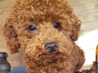 Poedel Toy honden rode toypoedel dekreu met FCI in Budel - Advertentie 7