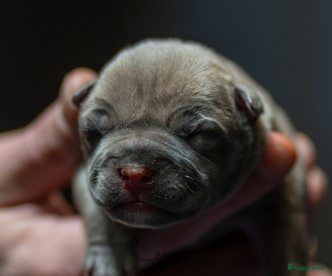 Amerikaanse Bully honden te koop: Pocket bullys  - Advertentie 9