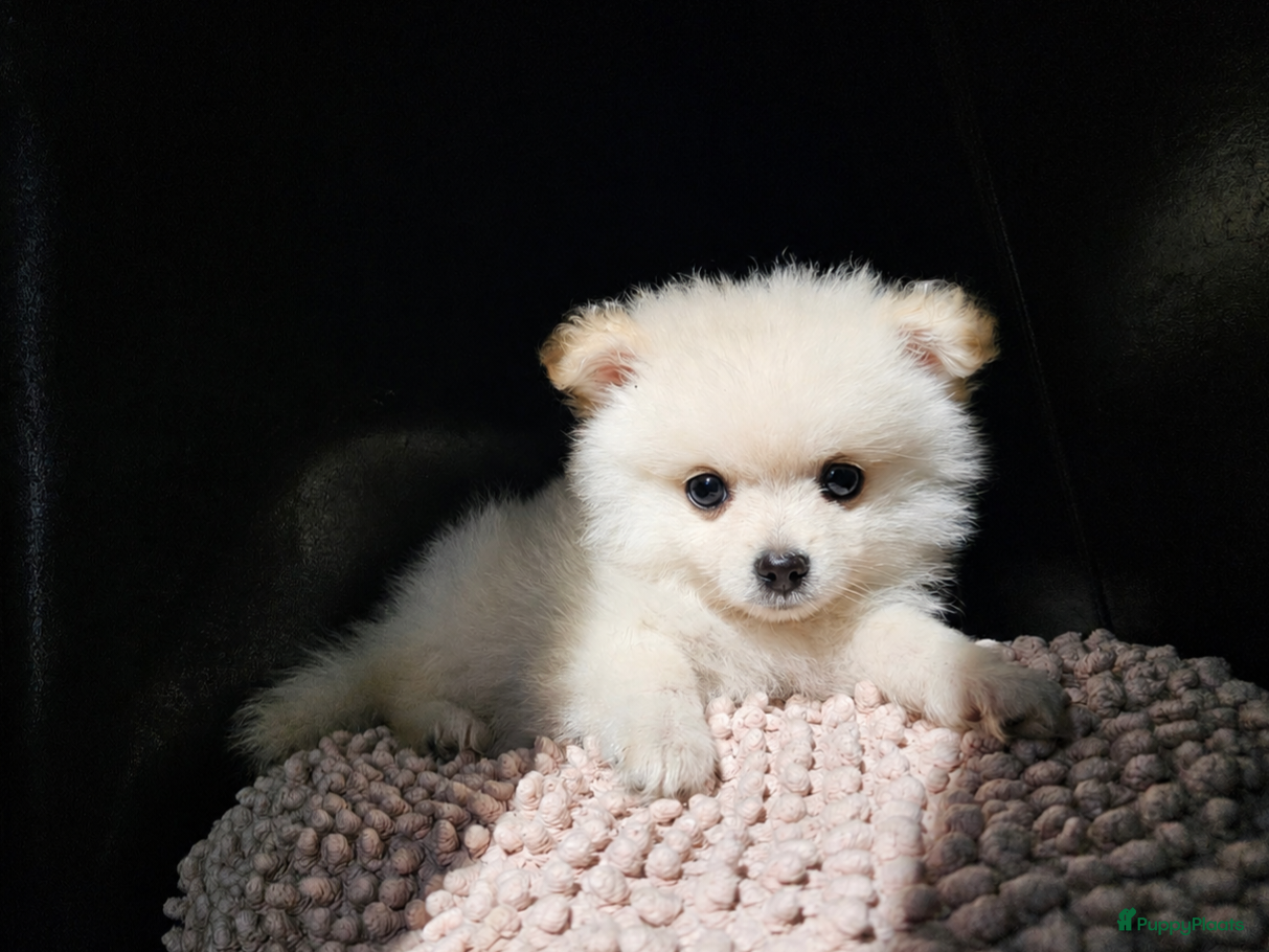Kruising honden Poshi Pomeriaan x Sheltie (Shetland sheepdog) - Advertentie 1