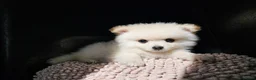 Kruising honden te koop: Poshi Pomeriaan x Sheltie (Shetland sheepdog) - Advertentie 1