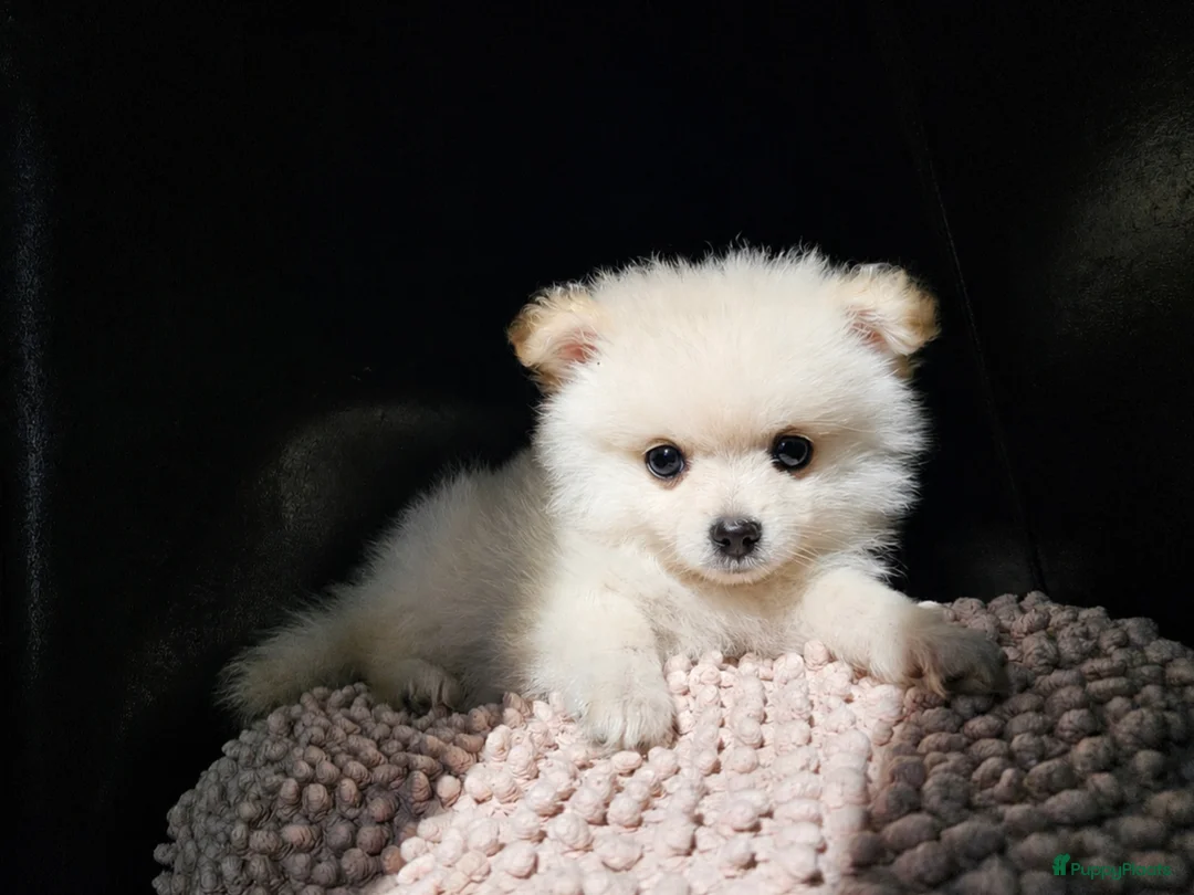 Kruising honden te koop: Poshi Pomeriaan x Sheltie (Shetland sheepdog) - Advertentie 1