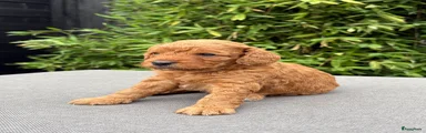 Cockapoo 4