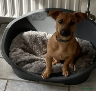 Jack Russel Terriër honden (blue) merle Jack Russell pup - Advertentie 1