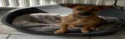 Jack Russel Terriër honden te koop: (blue) merle Jack Russell pup in Oudenbosch - Advertentie 1