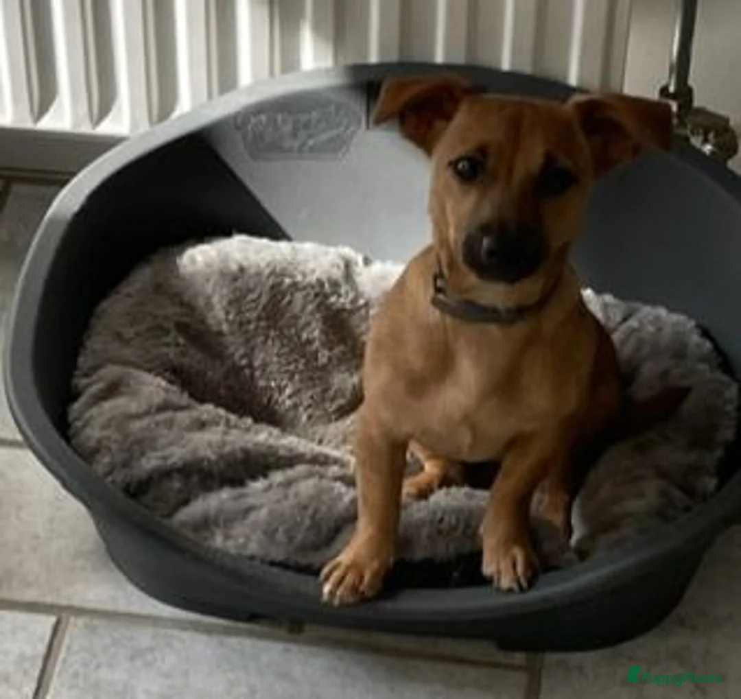 Jack Russel Terriër honden te koop: (blue) merle Jack Russell pup in Oudenbosch - Advertentie 1
